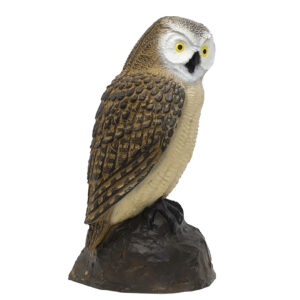 Screech Owl